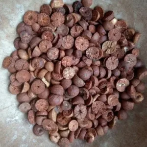 Betel Nut (Kali Pakku)